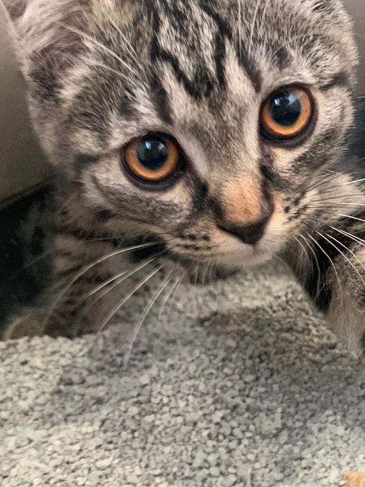Котёнок Скоттиш страйт