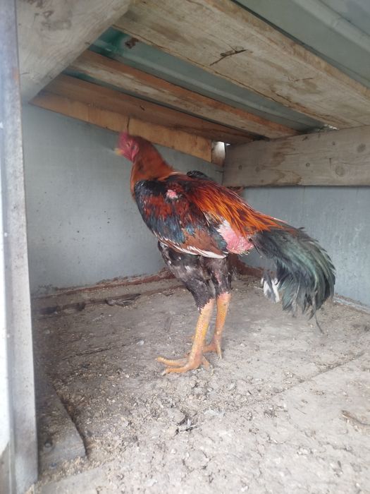 Дакан хам Жужа продам