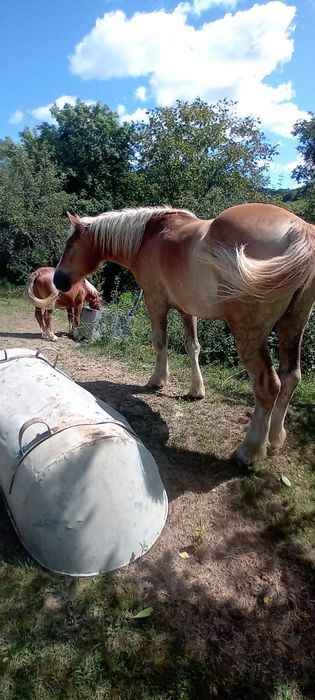 Vand cai detali la telefon