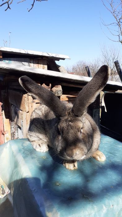 Iepure uriaș german