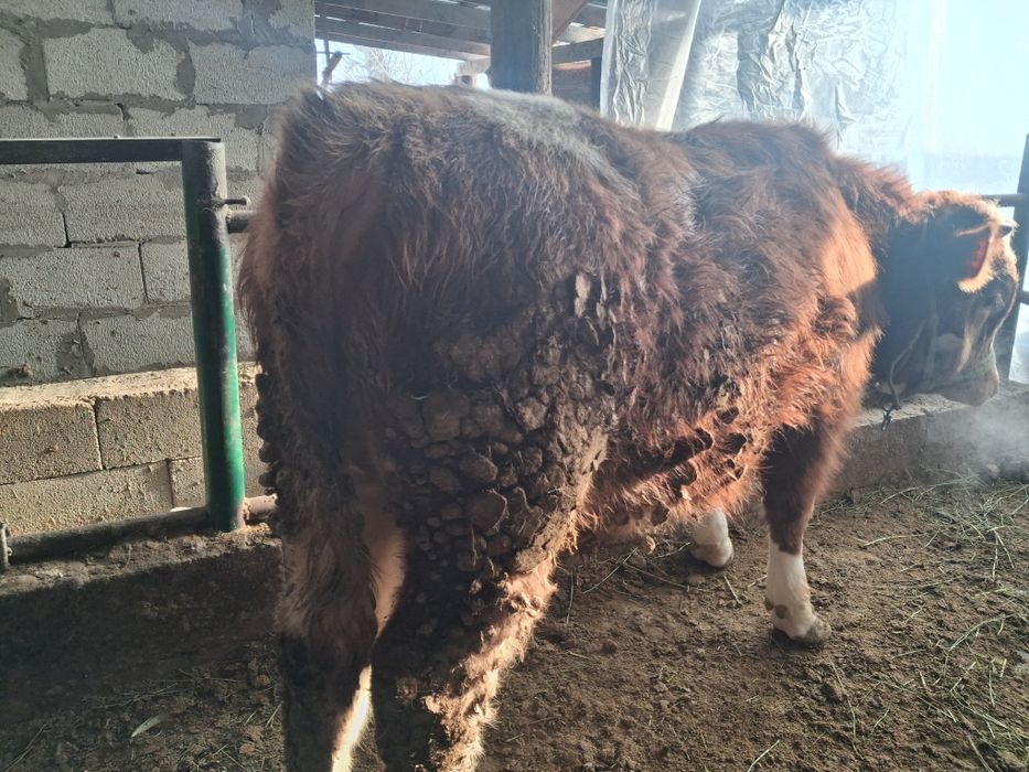 Продам бычка симментал