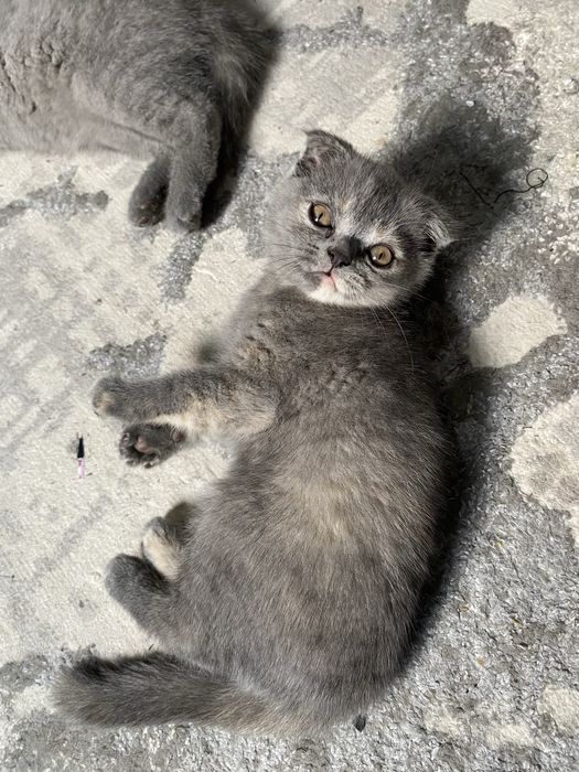 Кошка скоттиш фолд