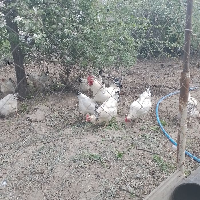 Инкубационное яйцо