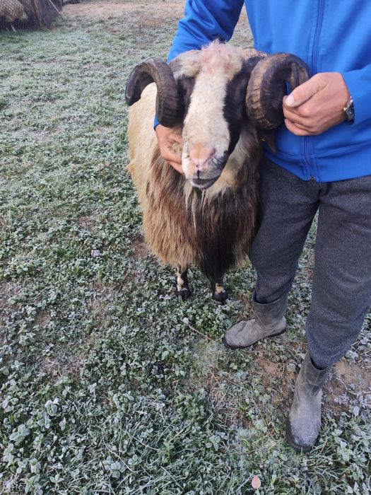 Berbec de vânzare