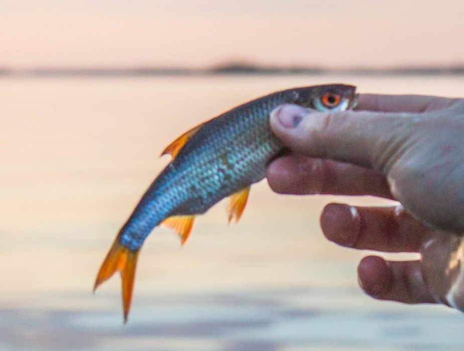 Живец плотвы разный размер