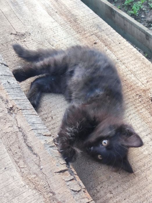 Котета 3бр. налични