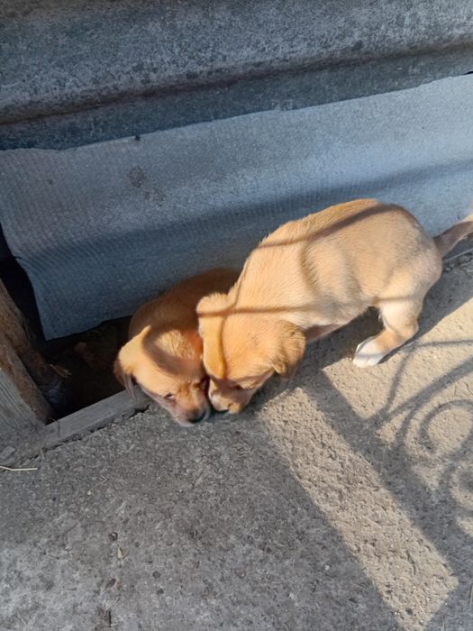 Dau căței spre adopție