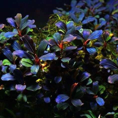 Pachete plante acvariu | Hrană vie | Moss | Riccia | Bucephalandre |