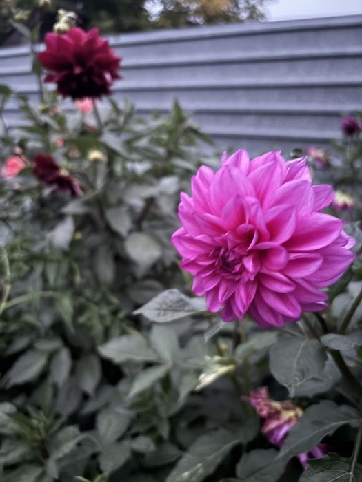 Клубни георгин.