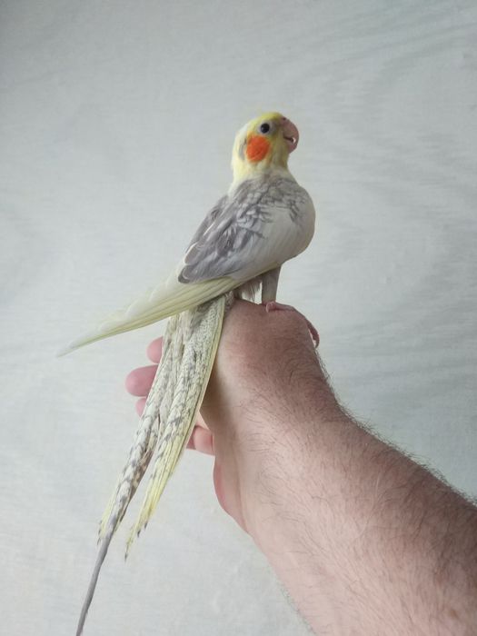 Продам попугая Корелла,Ручной,Молодой!