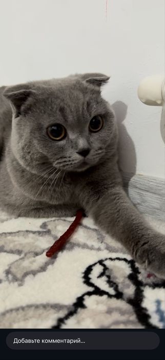 Вязка Шатланец 2 йош