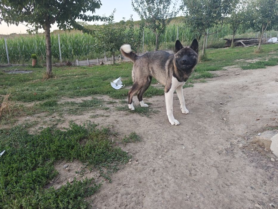 Schimb Akita American