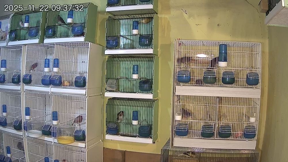 Canari timbrado floreado si alte specii