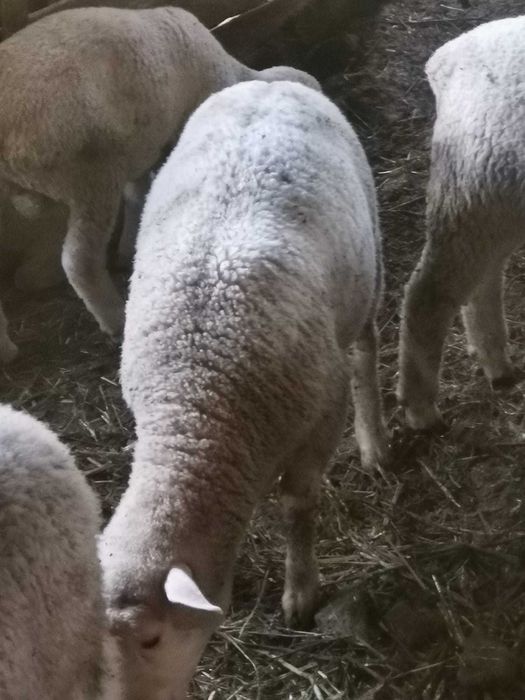 Vând mieluțe ile de France