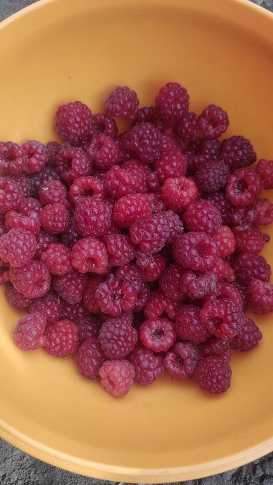Продам вишню сочную, малину.