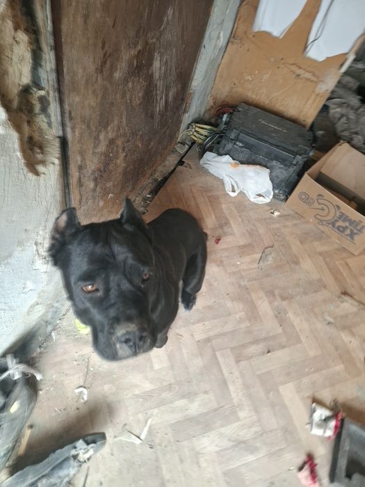 Кане Корсо щенки