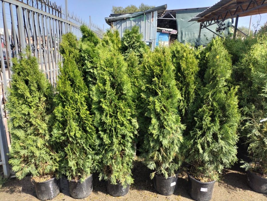 Туя Смарагд, туя с посадкой