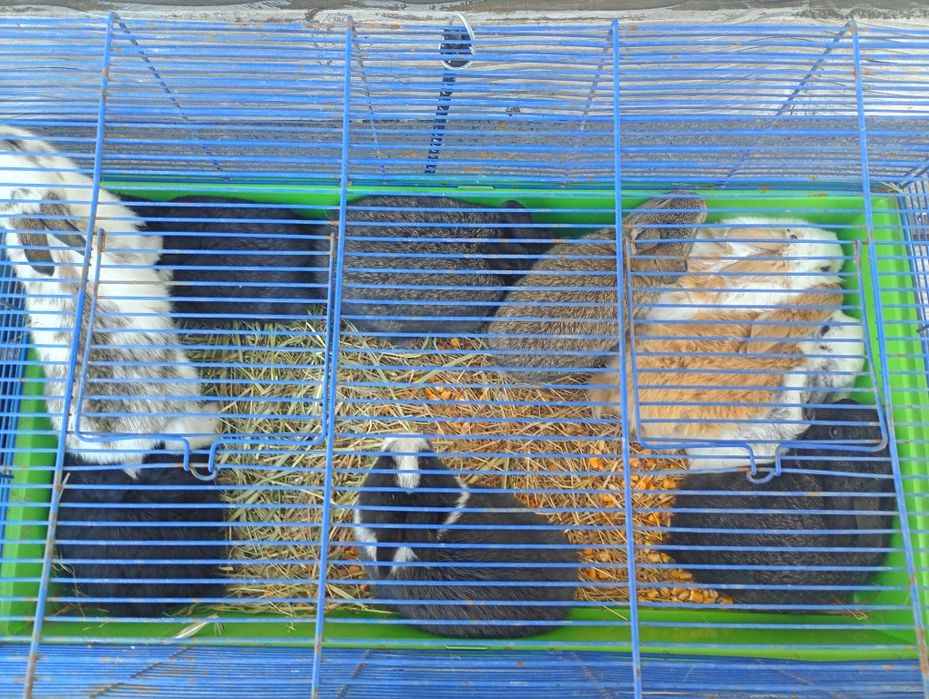 Vand iepurași de Paște