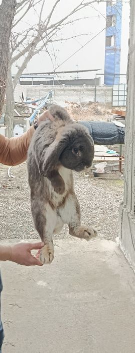 Карликовый баран кролики