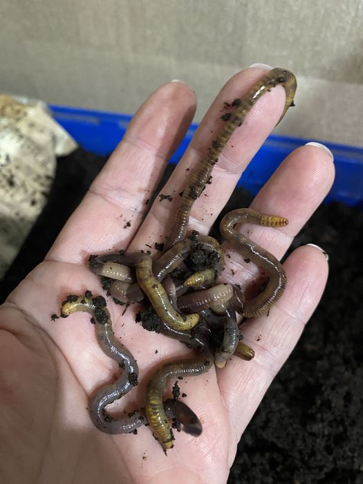 Черви (Дендробена) для рыбалки