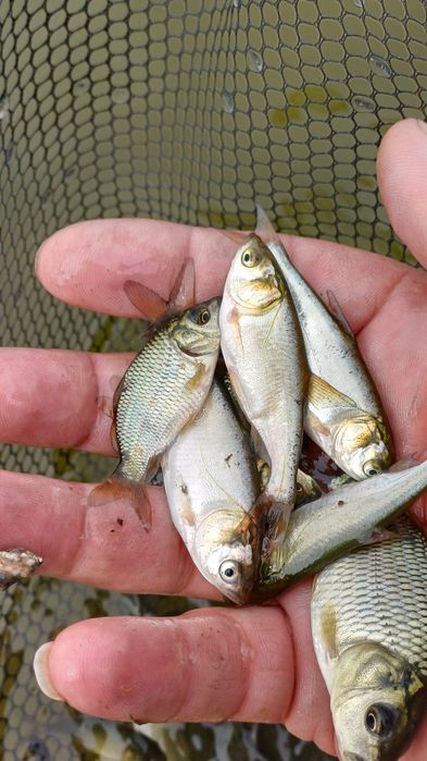 Сиголетка карпа и толстолоба