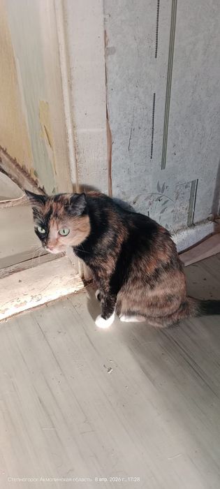 Отдам в добрые руки стерилизованную кошечку