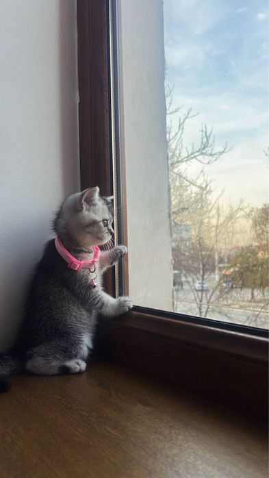 Britanskiy serebrenniy shinshila