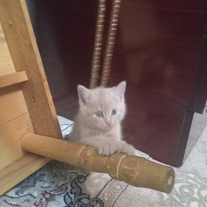 Mushukchalar sotiladi