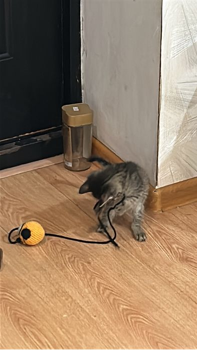 Котенок мальчик серый отдам в хорошие руки