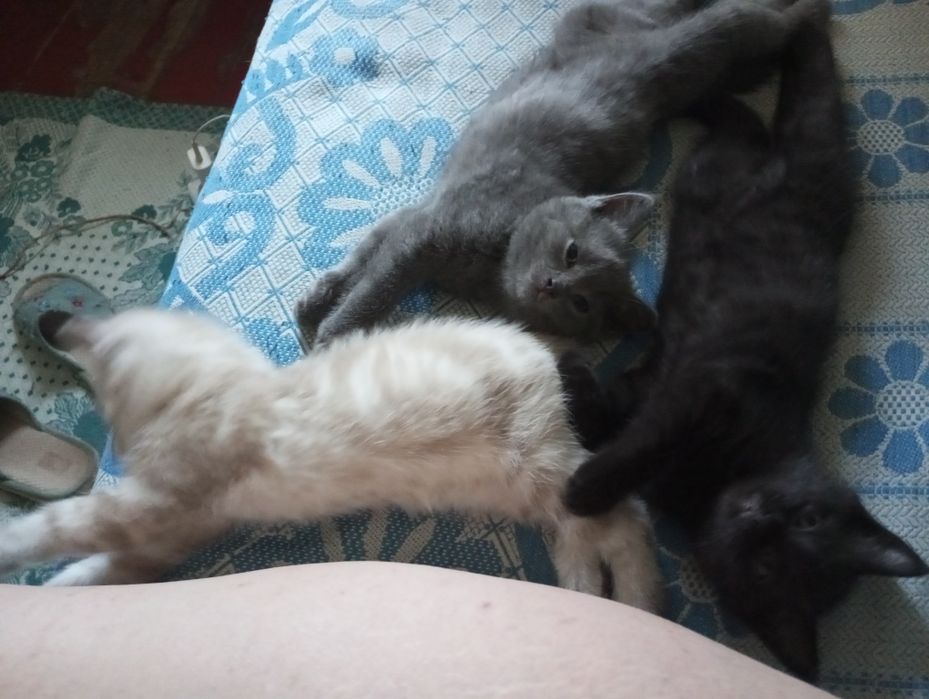 Отдам котят в добрые руки