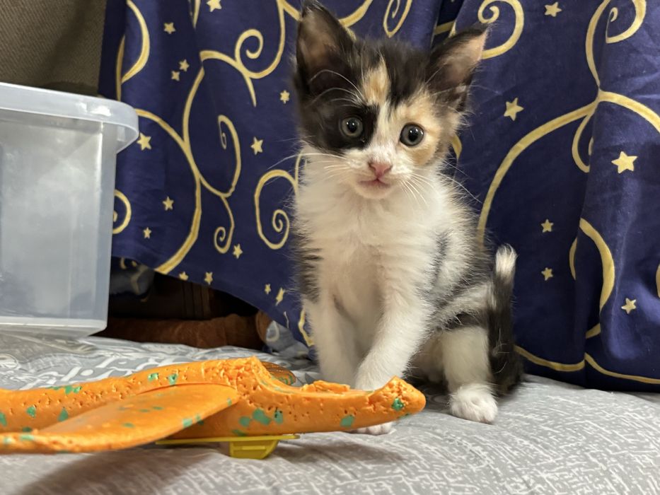 Отдам котят в добрые руки