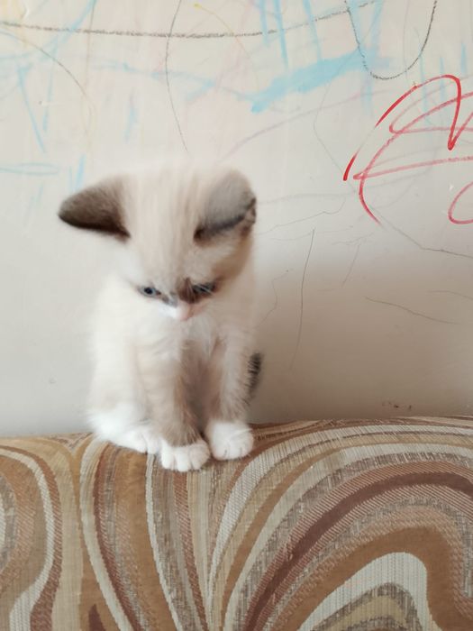 Отдам котят в добрые руки