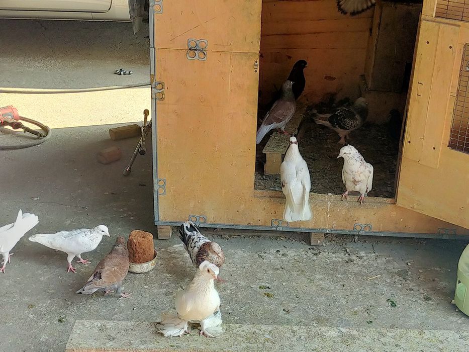 Голуби бакинские высоколетные