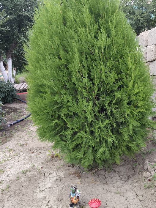 Продается Дом  дачном массиве Проектировщик размером 13х15