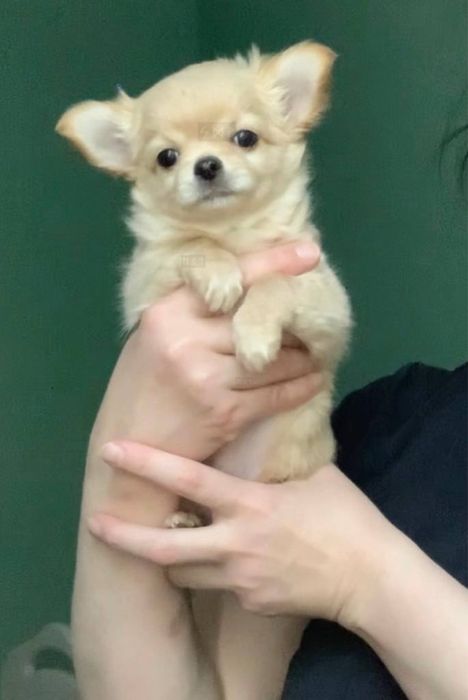 кремовый мальчик чихуахуа
