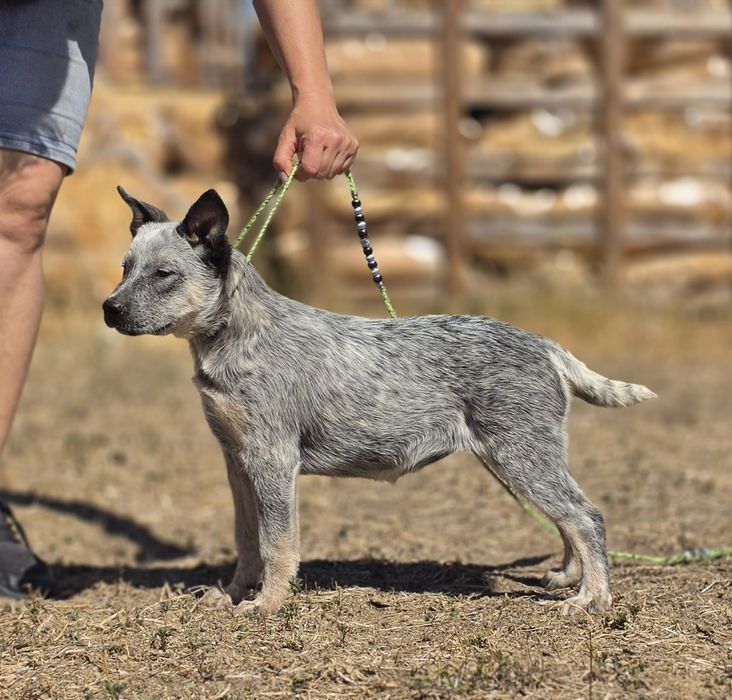 Australian Cattle Dog femela