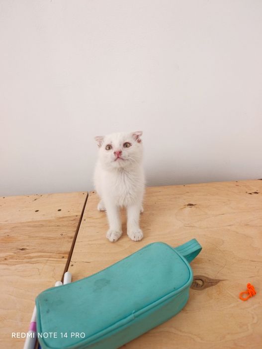 Котенок в добрые руки