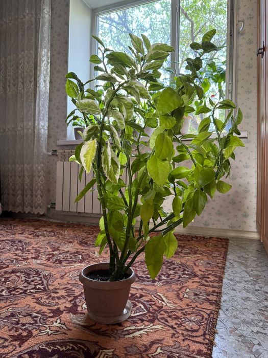Комнатные цветы...
