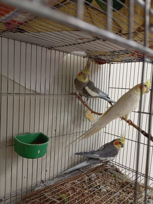 Пара кореллы, самец корелла