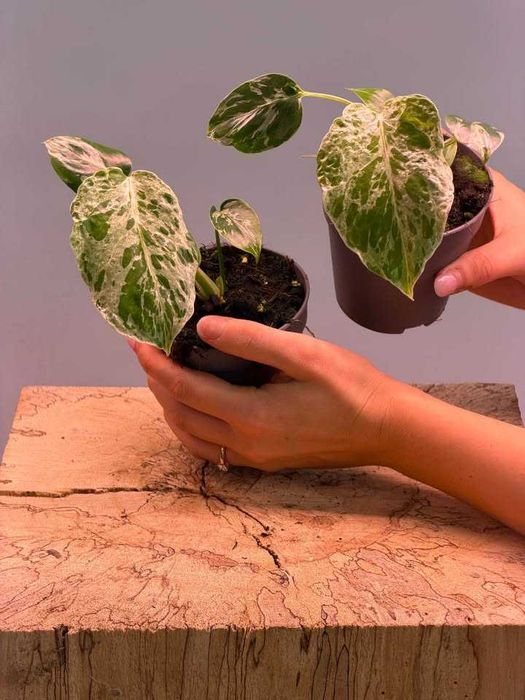 Редки Monstera и Philodendron