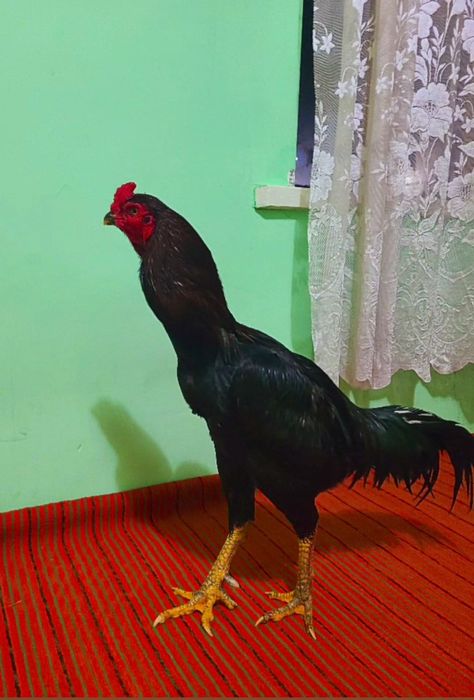 Xuroz sotiladi uta polvon narsa