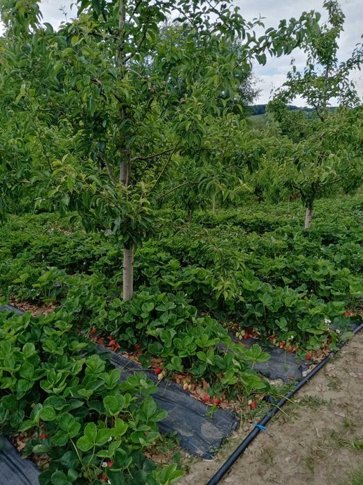 Stoloni de căpșuni Alba