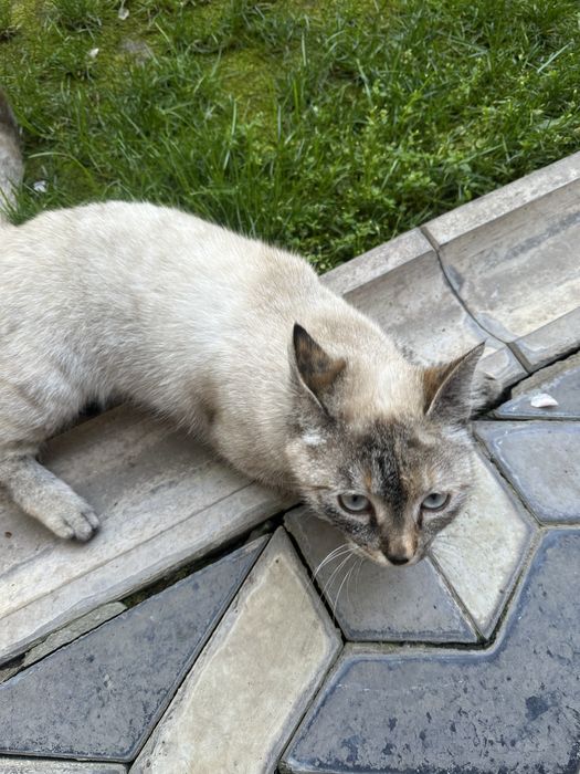 Отдадим в хорошие руки кошку