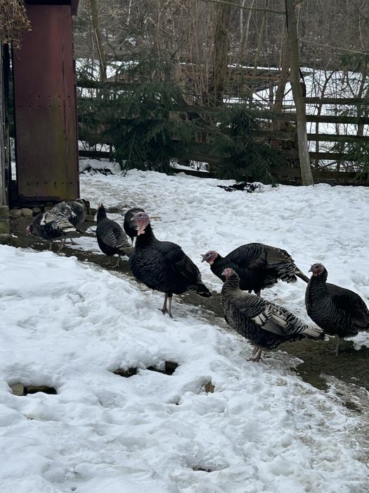 Curcan si curca pentru reproducere