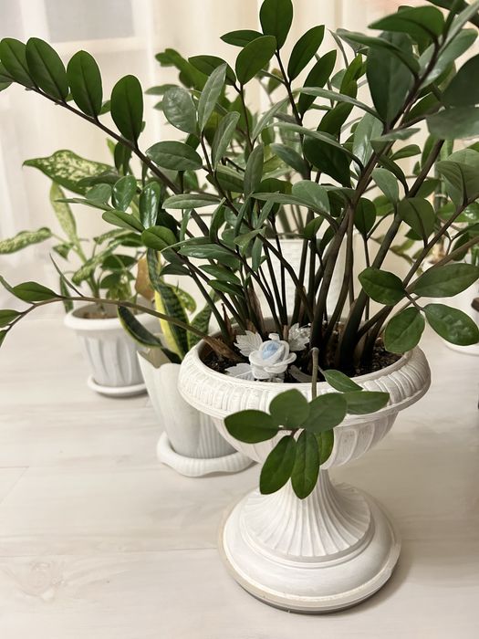 Долларовое дерево растение