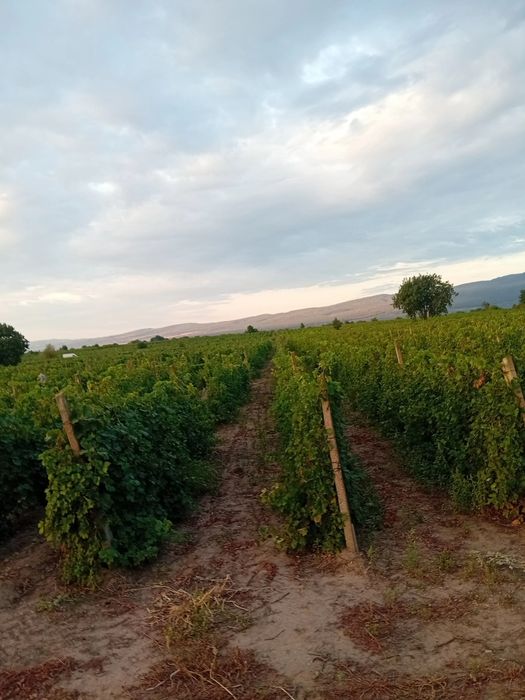 Vând struguri de vin