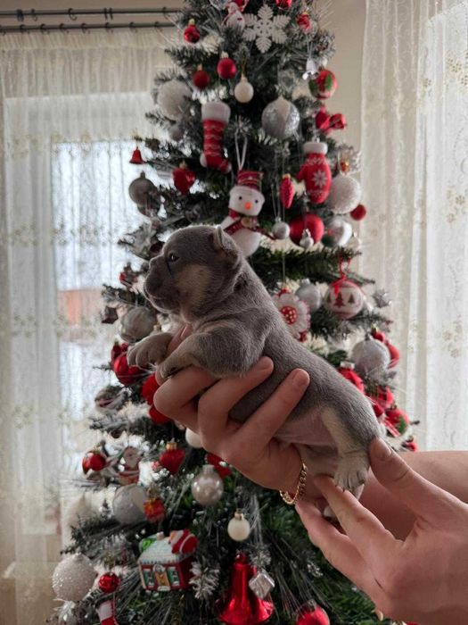 Bulldog francez mascul