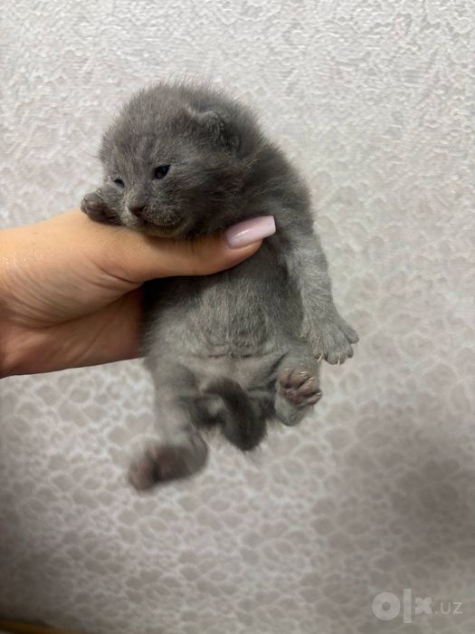 скотиш фолд 100$