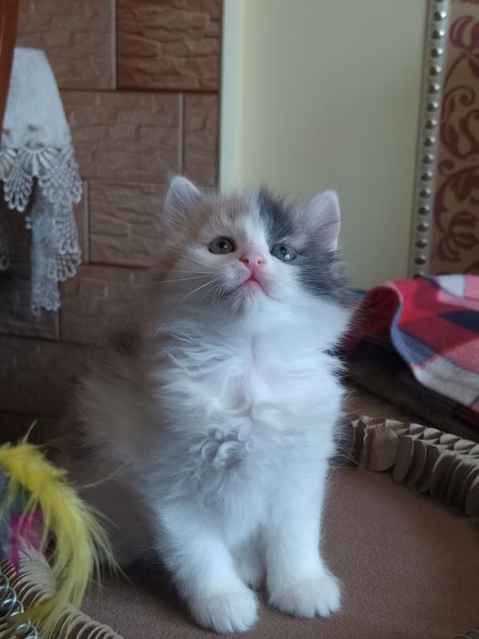 Сибирские котята