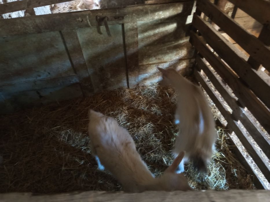 Козы с козлятами